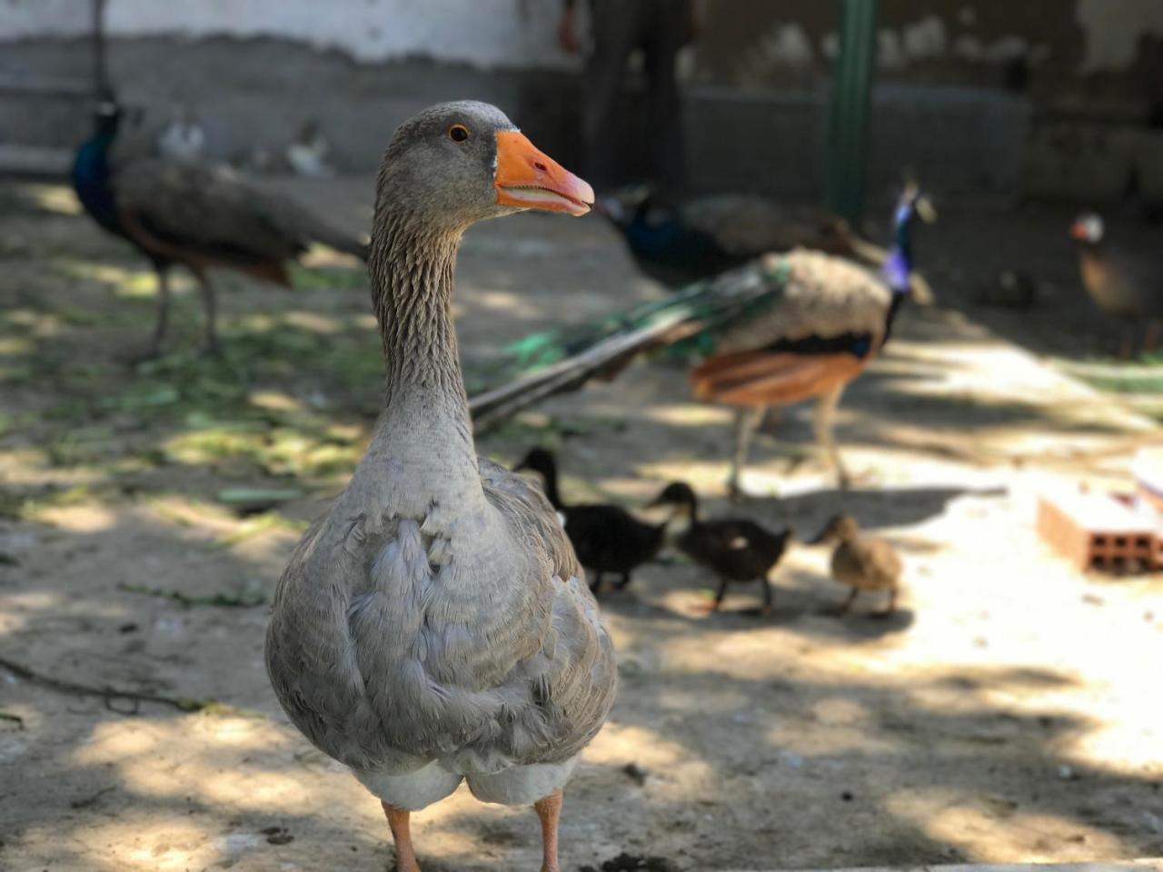 Residence Nardina Golden El Malaliyine エクステリア 写真